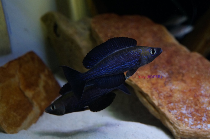 Cyprichromis microlepidotus 'Kiriza'